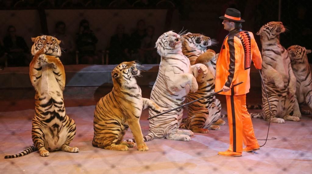 Hewan Liar Dilarang Beraksi di Atraksi Sirkus di Inggris Mulai 2020