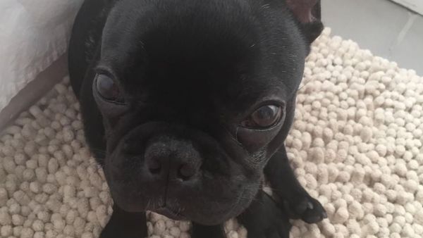 Deretan Kisah Malang Anjing di Pesawat: Mati hingga Nyasar Jauh