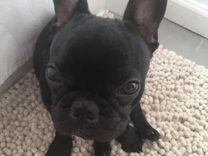 Deretan Kisah Malang Anjing di Pesawat: Mati hingga Nyasar Jauh Deretan Kisah Malang Anjing di Pesawat: Mati hingga Nyasar Jauh