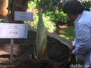 Menteri Siti Tanam Bunga Bangkai di Hutan Kota Kantor KLHK