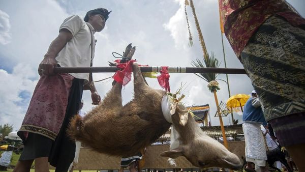 Foto: Umat Hindu Bali Kurbankan Rusa Jelang Hari Raya Nyepi