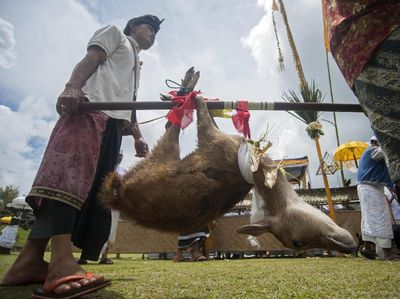 Foto: Umat Hindu Bali Kurbankan Rusa Jelang Hari Raya Nyepi