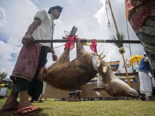 Foto: Umat Hindu Bali Kurbankan Rusa Jelang Hari Raya Nyepi