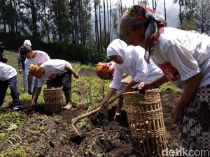 Khofifah Panen Kentang Bersama Warga Tengger Bromo