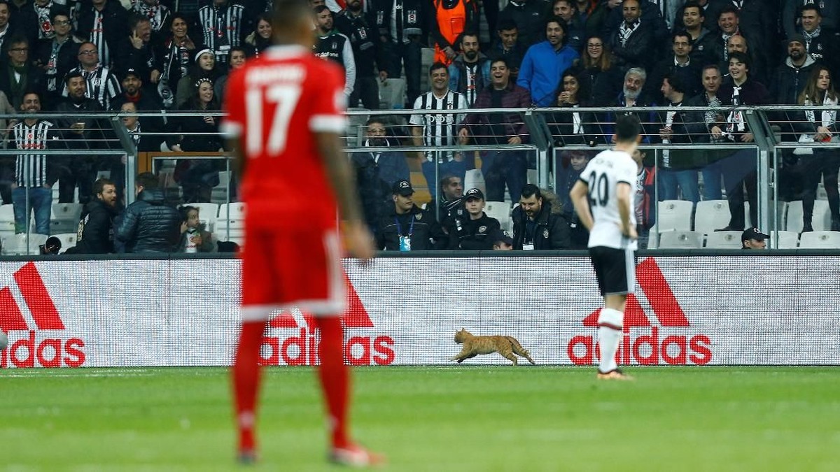 Gara-gara kucing masuk lapangan, Besiktas terancam hukuman dari UEFA (Osman Orsal/Reuters)