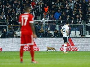 Gara-gara Kucing Masuk Lapangan, Besiktas Terancam Sanksi UEFA