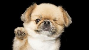 Potret Malang Hewan-hewan: dari Alami Buta hingga Lumpuh