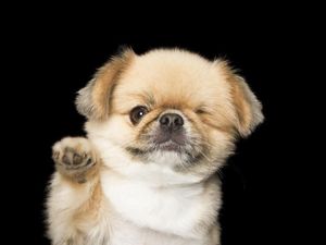 Potret Malang Hewan-hewan: dari Alami Buta hingga Lumpuh