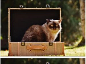 Uji Ketajaman Mata, Temukan Perbedaan pada Gambar Ini