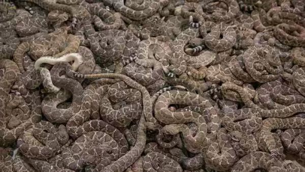 Foto: Ngeri! Saat Texas Diserang Ular Derik