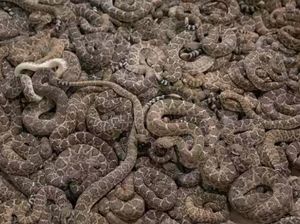 Foto: Ngeri! Saat Texas Diserang Ular Derik