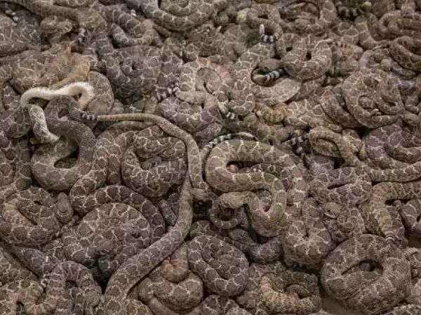 Foto: Ngeri! Saat Texas Diserang Ular Derik