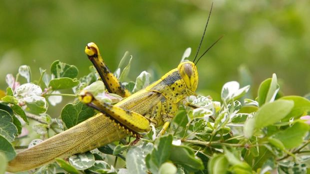 A locust rests on some vegetation at a yard in the outskirts of Kuala Lumpur, 19 October 2006. Locusts, some species which can reach 6 inches in length, breed rapidly under suitable conditions, subsequently creating swarms that travel great distances while destroying crops. AFP PHOTO/TENGKU BAHAR / AFP PHOTO / TENGKU BAHAR