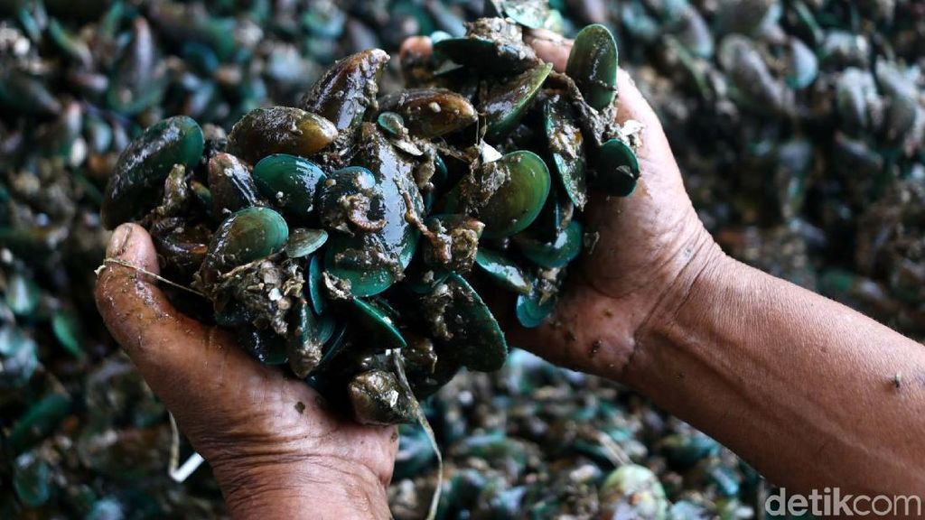 Ini Lho Pusat Kerang Hijau di Jakarta Ini Lho Pusat Kerang Hijau di Jakarta