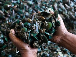 Waspada! Kerang Hijau Jakarta Tak Layak Konsumsi