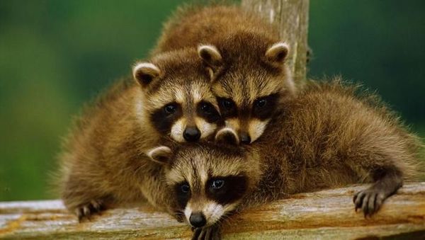 Potret Keluarga Hewan Harmonis yang Bikin Adem