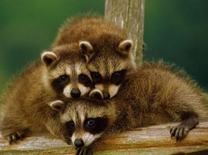 Potret Keluarga Hewan Harmonis yang Bikin Adem