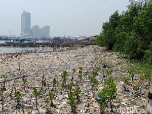 Lautan Sampah di Teluk Jakarta Tempat Pembibitan Bandeng