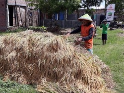 Pemerintah Ajak Bulog dan Swasta Sediakan Pengering Gabah