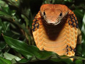 Ular Kobra Juga Enak Dinikmati sebagai Sate dan Abon