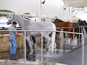 Cuma di Qatar, Resor Bintang 5 Khusus Kuda