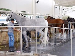 Cuma di Qatar, Resor Bintang 5 Khusus Kuda