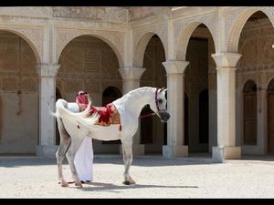 Foto: Hotel Mewah di Qatar... Tapi Untuk Kuda Foto: Hotel Mewah di Qatar... Tapi Untuk Kuda