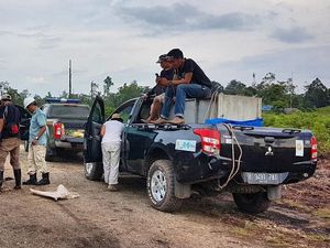 Ke Mana Harimau Bonita?