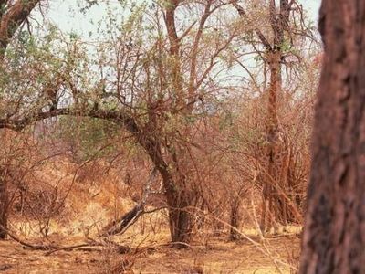 Test Kejelian Mata dengan Menemukan Hewan yang Berkamuflase