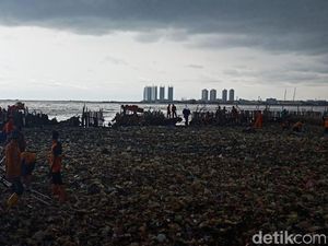 Total 19,3 Ton Sampah Teluk Jakarta Terangkut di Hari Pertama Total 19,3 Ton Sampah Teluk Jakarta Terangkut di Hari Pertama