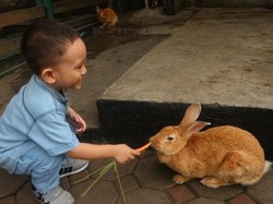 Yuk, Bermain Bersama Hewan Lucu di Farmhouse Bandung