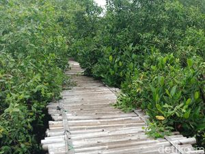 Di Balik Tumpukan Sampah, Ada Kawasan Mangrove Cantik di Muara Angke Di Balik Tumpukan Sampah, Ada Kawasan Mangrove Cantik di Muara Angke