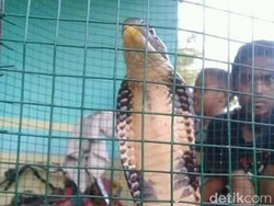 King Cobra Sepanjang 2 Meter Gegerkan Warga Gorontalo