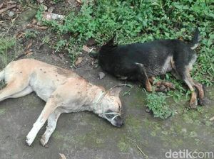 Geger di Klaten, Anjing Diracun dan Bangkainya Dibawa Kabur 2 Pria