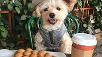 Gemasnya! Anjing Popeye yang Berpose Sebagai Food Blogger Hits