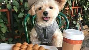 Gemasnya! Anjing Popeye yang Berpose Sebagai Food Blogger Hits