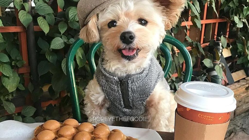 Gemasnya! Anjing Popeye yang Berpose Sebagai Food Blogger Hits Gemasnya! Anjing Popeye yang Berpose Sebagai Food Blogger Hits