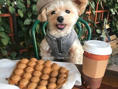 Gemasnya! Anjing Popeye yang Berpose Sebagai Food Blogger Hits