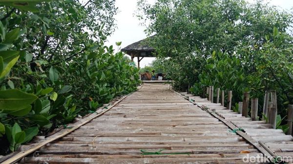 Ada yang Cantik di Balik Lautan Sampah di Teluk Jakarta