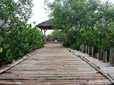 Ada yang Cantik di Balik Lautan Sampah di Teluk Jakarta