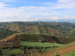 Kebun Bawang Mana yang Memiliki Pemandangan Seindah Ini?