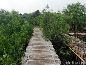 Cerita Sampah yang Jadi Fondasi Hutan Mangrove Teluk Jakarta Cerita Sampah yang Jadi Fondasi Hutan Mangrove Teluk Jakarta