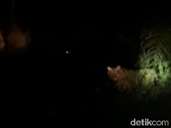 Momen Harimau Bonita Muncul Lagi dari Semak-semak