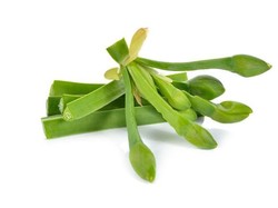 5 Sayuran Unik Ini Perlu Diketahui Anak Zaman Now