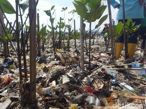 DKI Duga Sampah Pantai Mangrove Muara Angke Terbawa Arus dari Daerah Lain DKI Duga Sampah Pantai Mangrove Muara Angke Terbawa Arus dari Daerah Lain