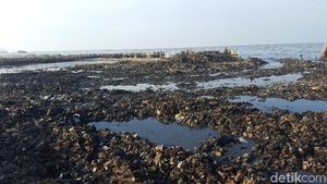 Foto Hari ke-2 Hasil Pembersihan Sampah di Teluk Jakarta