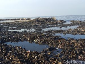 Foto Hari ke-2 Hasil Pembersihan Sampah di Teluk Jakarta Foto Hari ke-2 Hasil Pembersihan Sampah di Teluk Jakarta