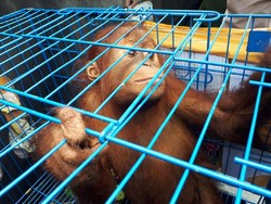 Anak Orangutan Alami Gizi Buruk Diserahkan Warga Aceh ke BKSDA
