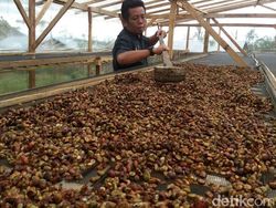 Kopi Sumatera Beragam Bisa Dimanfaatkan Untuk Kecantikan