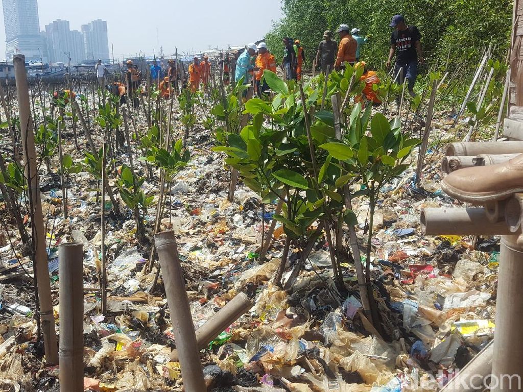 Saat Sampah di Teluk Jakarta Ditanami Mangrove Saat Sampah di Teluk Jakarta Ditanami Mangrove